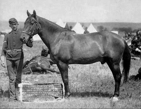 CHEVAUX CÉLÈBRES