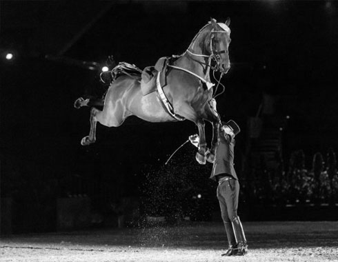 CHEVAUX DE SPECTACLE