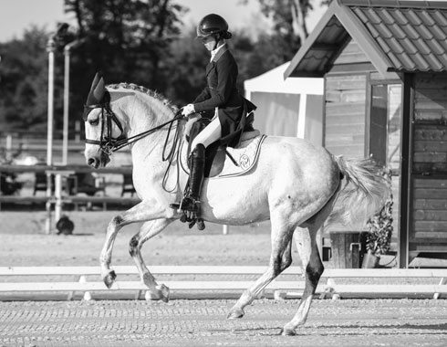 CHEVAUX DE SPORT