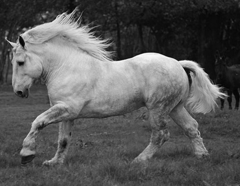 RACES DE CHEVAUX