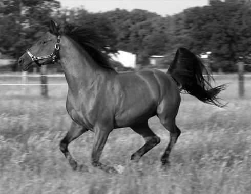 RACES DE CHEVAUX