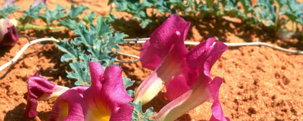 harpagophytum